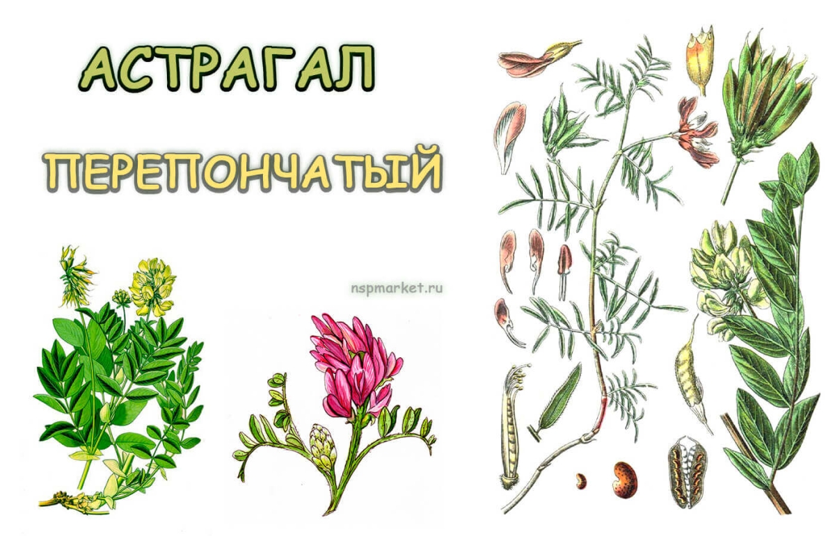 Лечебные свойства астрагала. Где растет трава астрагал и её применение