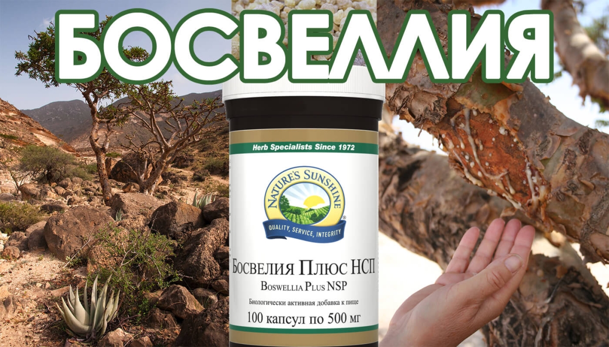 Экстракт босвеллии, босвеллия для суставов и не только