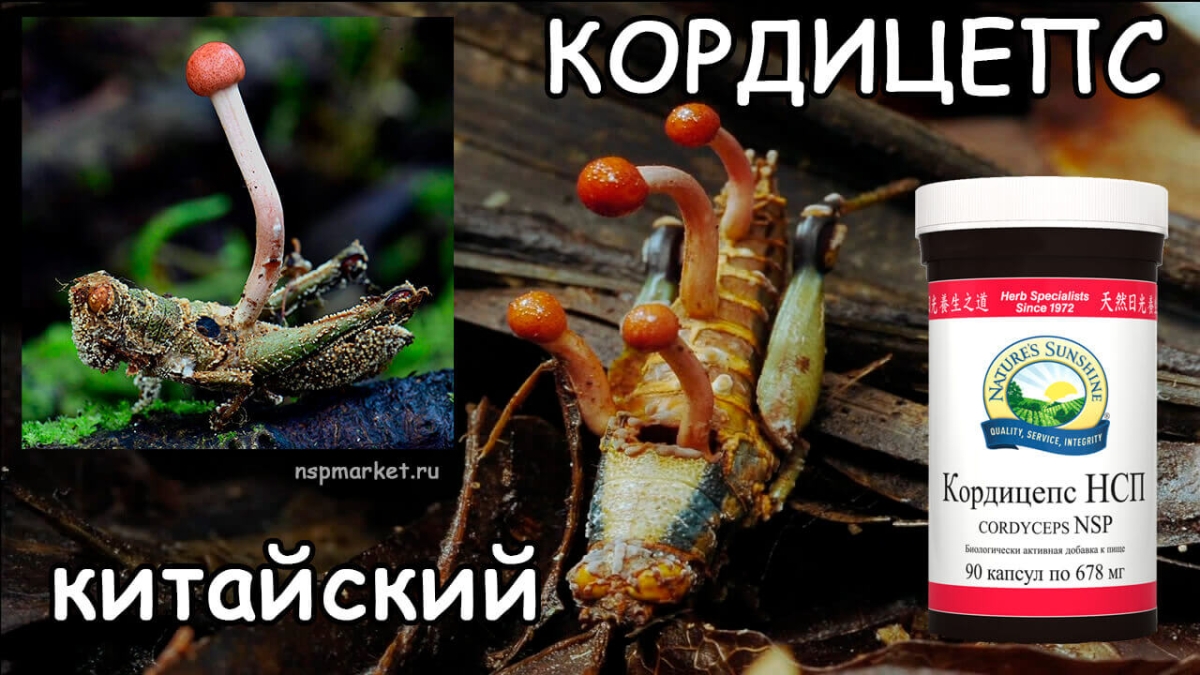 Кордицепс китайский. Применение и свойства кордицепса