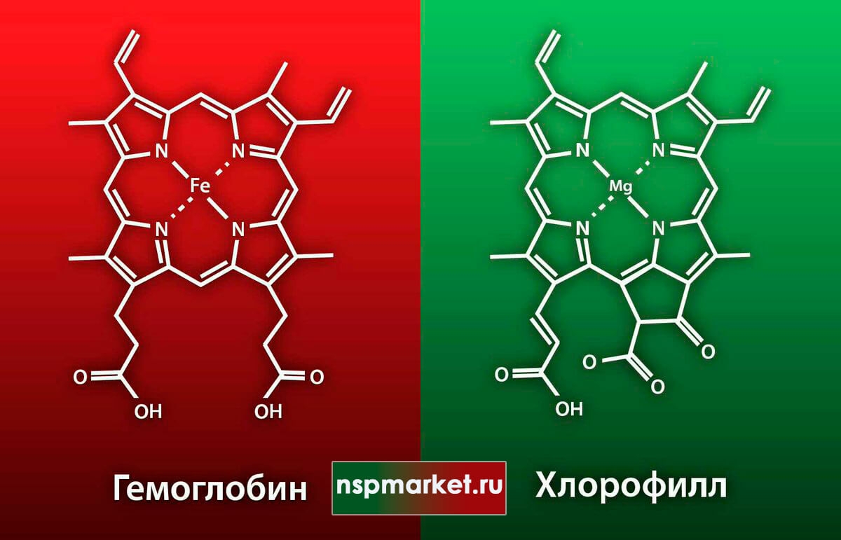 Связь хлорофилла и гемоглобина. Дефицит железа