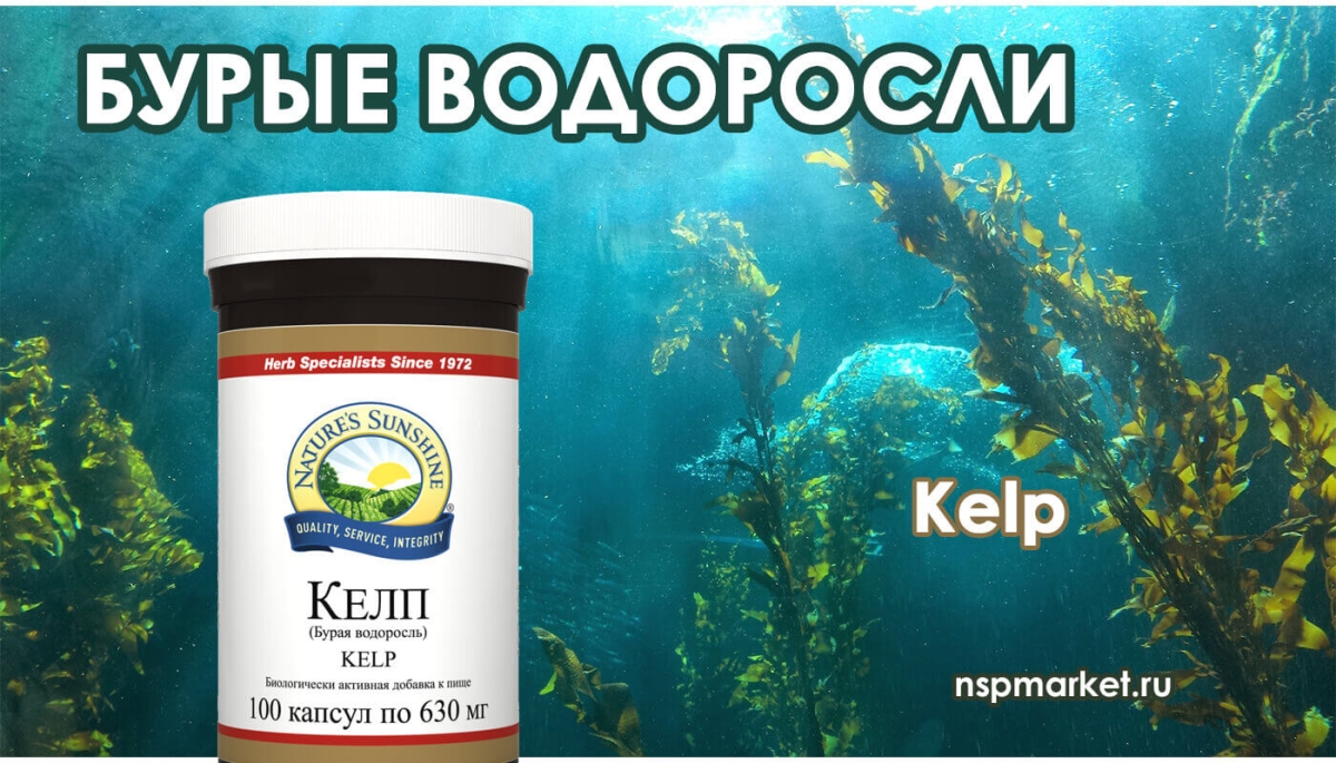 Водоросли келп - польза и применение