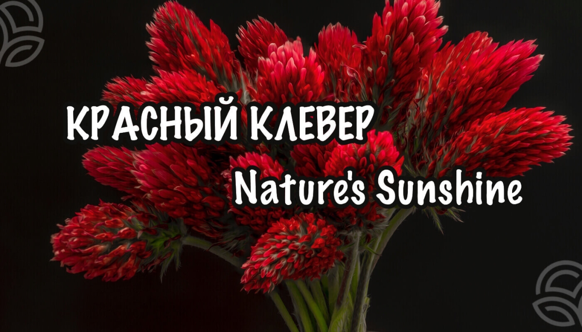 Красный клевер НСП польза и вред (показания и применение Red Clover NSP)