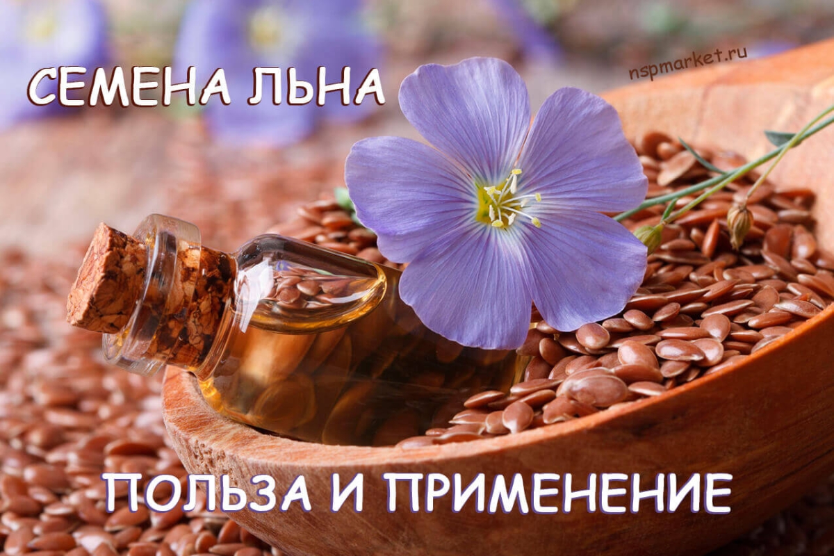 Семена льна польза и применение. Льняное масло польза и вред