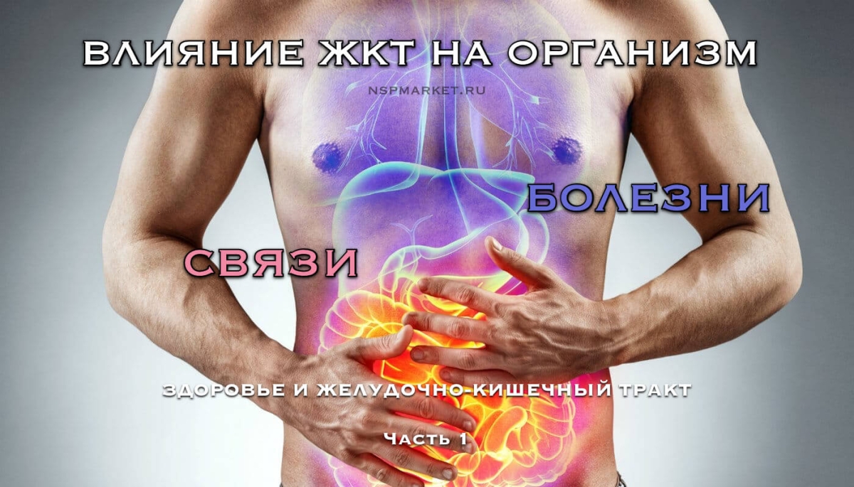 Роль ЖКТ в устройстве организма. Болезни связанные с жкт