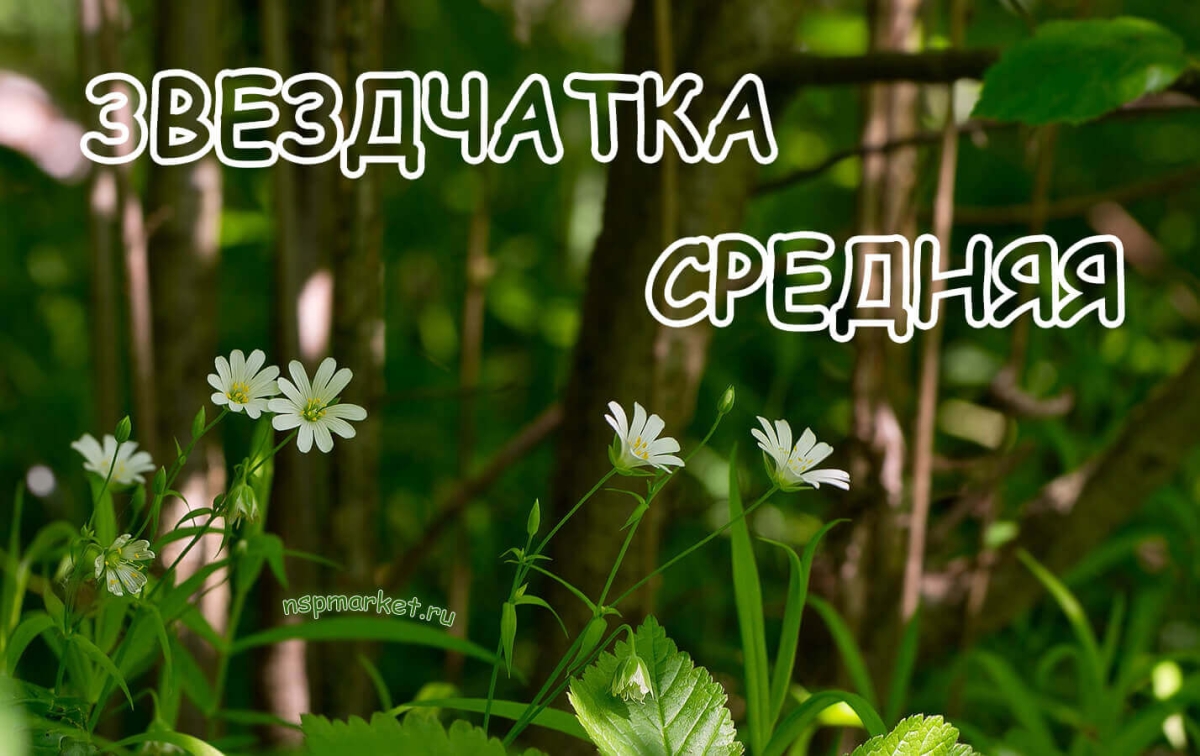 Свойства мокрицы. Лечебная трава звездчатка, применение и противопоказания