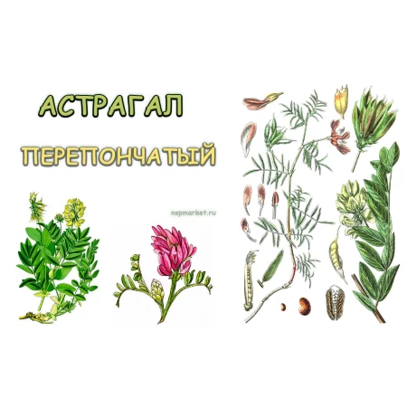 Астрагал Перепончатый