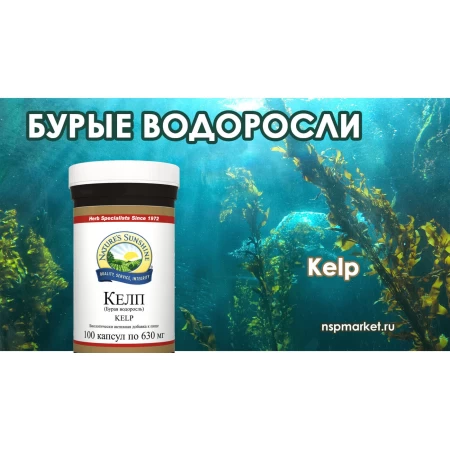 Бурые водоросли