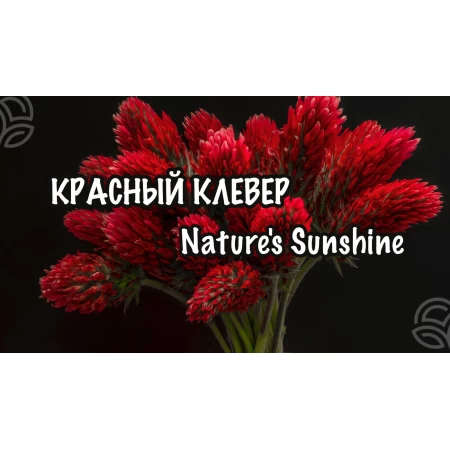 Красный Клевер NSP